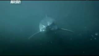 Акулы-людоеды.  Нападения на людей.   Animal Planet