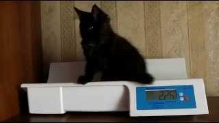 ЛИРИКУМ Нуар Куэссович, взвешивание, котенок мейн-кун 3 месяца