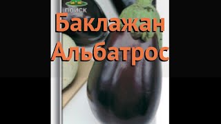 Баклажан обыкновенный Альбатрос (albatros) ? Альбатрос обзор: как сажать, семена баклажана Альбатрос