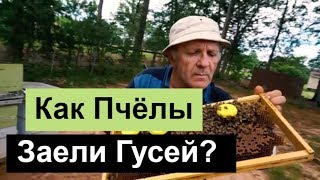 №87 Как Пчёлы заели Гусей? Почему не рой? Пасека Бизнес..Пчеловодство. Пасека.