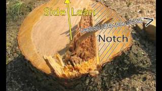 Tree Falling using Retainer Line and "Stick Trick"