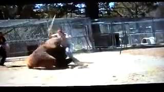Фатальное нападение Медведя