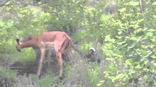 LIVE ACTION Leopard kills Impala mom just after birthing Ulusaba 11/2011