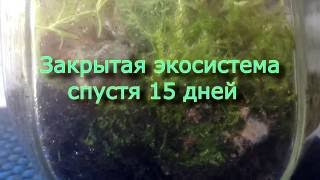 Прошло 15 дней. Флорариум в банке. Замкнутая экосистема.