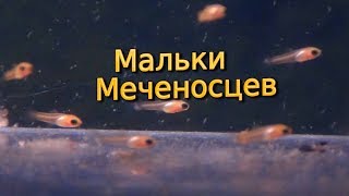 Мальки меченосцев