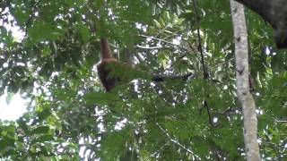 09 Costarica - Corcovado 2