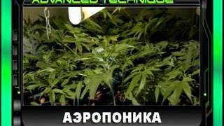 Высший пилотаж выращивания конопли (Полный)