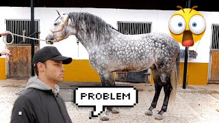 HORSE SHOPPING FOR A BEAUTIFUL STALLION (Day 2)