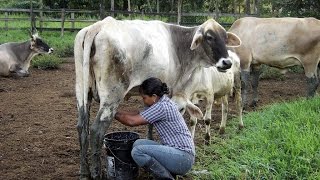Cómo Convertirse en una Finca Agroempresarial Ganadera - TvAgro por Juan Gonzalo Angel