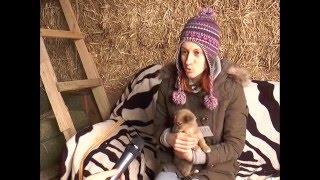 Відкриття притулку для тварин в Ужгороді