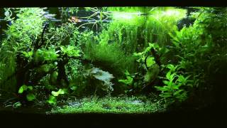HD TV Aquarium - Tetra Fish Planted Jungle Fish Tank
