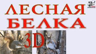 ?? ? Чем привлекает нас лесная белка. Как правильно кормить белок.