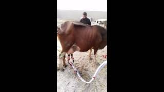 milking machine
