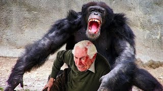 НАСТОЯЩИЙ УЖАС.  Обезьяны нападают на людей ( 5 видео ) +16