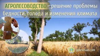 Агролесоводство   решение проблемы бедности, голода и изменения климата
