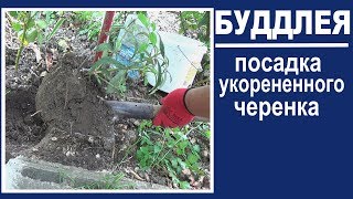 Размножение буддлеи черенками  Как сажать будлею из черенка
