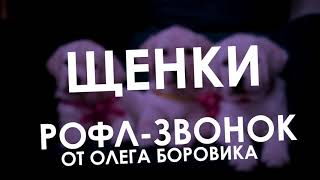 ПОЖИЛОЙ БОРОВИК ХОЧЕТ ПРИЮТИТЬ ЩЕНКА (РОФЛЫ ОЛЕГА БОРОВИКА)