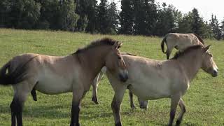FWU - Das Pferd - Abstammung, Lebensweise, Fortpflanzung - Trailer