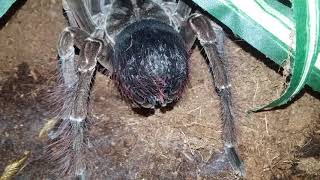 T. stirmi urticating setae cloud
