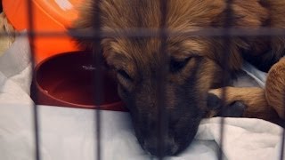 Бездомные животные - социальная реклама | Homeless animals, social ad video