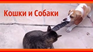 Кошки и собаки вместе.