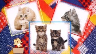 Видеоклип на песню о кошках и котятах - Кошки кошки