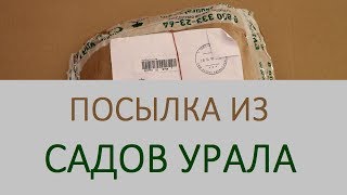 Как я заказывала саженцы земляники в Садах Урала. Что выросло