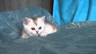 SILVER HEAT питомник Британских шиншилл