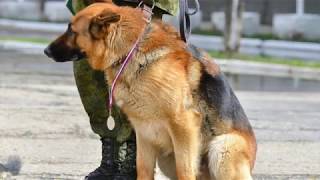 Поёт Валерий Сёмин. "Четвероногий товарищ сапёр"