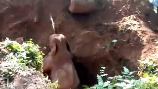 Мужчины спасли слонёнка, но то что дикие слоны сделали в ответ поразило людей!