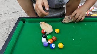 Trò Chơi Bé Ken Bạn Hamster Lầy Lội ❤ ChiChi ToysReview TV ❤ Đồ Chơi Trẻ Em Baby Doli Bài Hát Vần Th