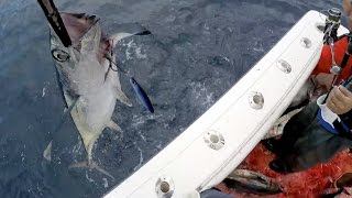 Albacore Tuna fishing with Shake N Bake Sportfishing