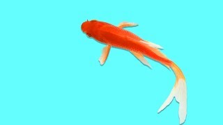 ? Еще одна игра для кошек, котов и котят! На экране резвые рыбки плавают для вашей кошки!