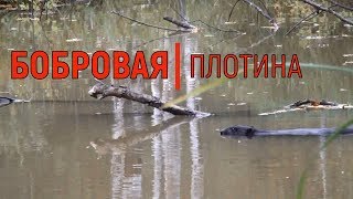 Бобровая плотина. Охота на бобра.