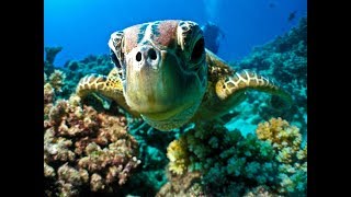 Тайны океана.Подводный мир. National Geographic.