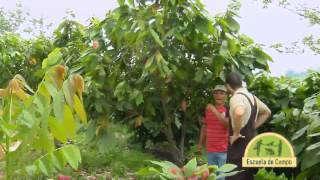 Escuela de Campo - Cultivo y manejo de Cacao - Mayo 22 de 2013
