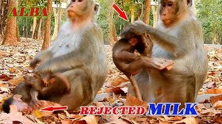SHOCKING HEART SEEING CRUEL MOM ANNA REJECTED MILK ALBA | ALBA NEARLY SHOCK BY MOM STRONG FIGHTING