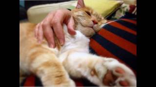 161 Things You Don't Want to Hear About Cats