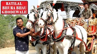 SONPARI BAGGI || RATILAL BHURABHAU घोड़ेवाले || INDIAN HORSES