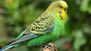 К волнистому  попугаю Кеше прилетели гости ! Melopsittacus undulatus