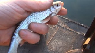 Секрет ловли ельца / Елец плавится утром / Ловля ельца