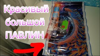 Красивый Большой Павлин / Алмазная Вышивка с Aliexpress Обзор посылки+ готовая работа