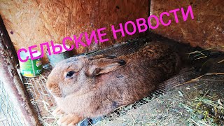 Сельские новости // Жизнь в деревне!!!
