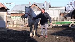 Cai de vanzare 2019 iapa sura 6 ani