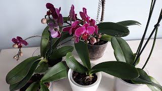 Orkideye Hızlı Çiçek Açtırma Yöntemi,Orkide Besini Yapımı,Orkide Bakımı,How To Care The Orchids