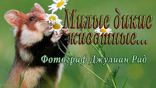 Крутые снимки милых диких животных... Фотограф Джулиан Рад