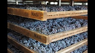 Visiting Masi, masters of appassimento