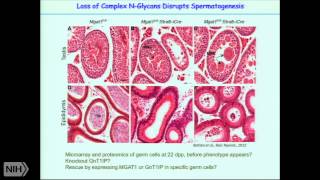 Glycans that regulate development and notch signaling