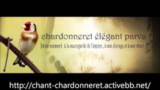 Chant Chardonneret d'Algerie kadouss Top