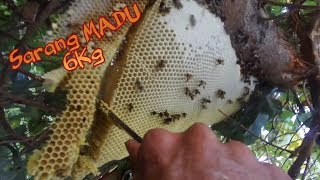 Ekspedisi lebah jampang #3/3 sarang lebah madu 6Kg  (honey hunting)